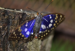 ｵｵﾑﾗｻｷ蝶４