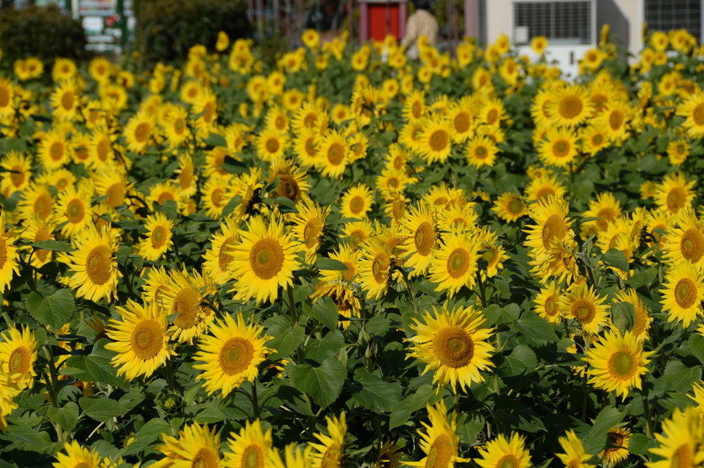 11月のひまわり２