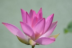 王冠