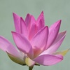 王冠