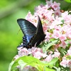 ﾐﾔﾏｶﾗｽｱｹﾞﾊ