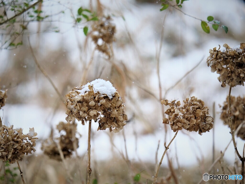 雪の日・・