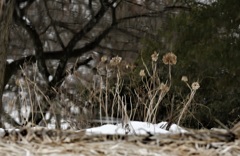 水中の枯れ紫陽花