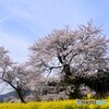 春うらら・・・・！