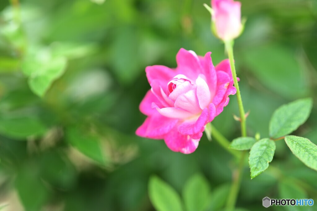 愛しの君へ・・