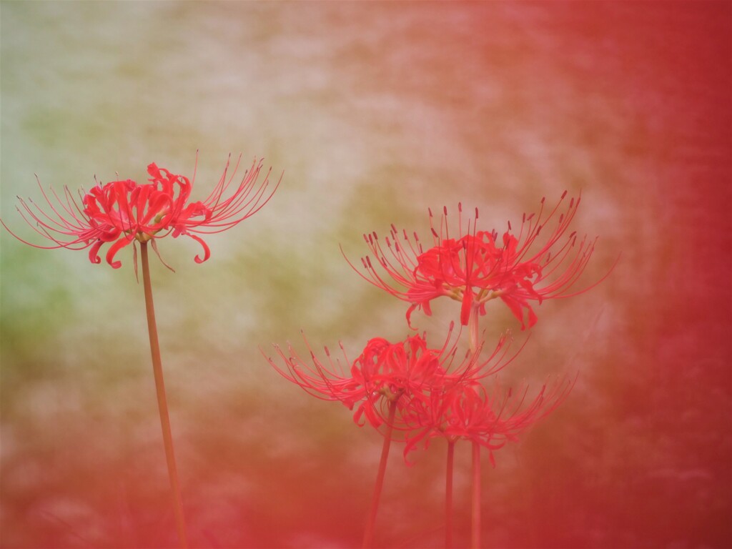 幻惑・・・