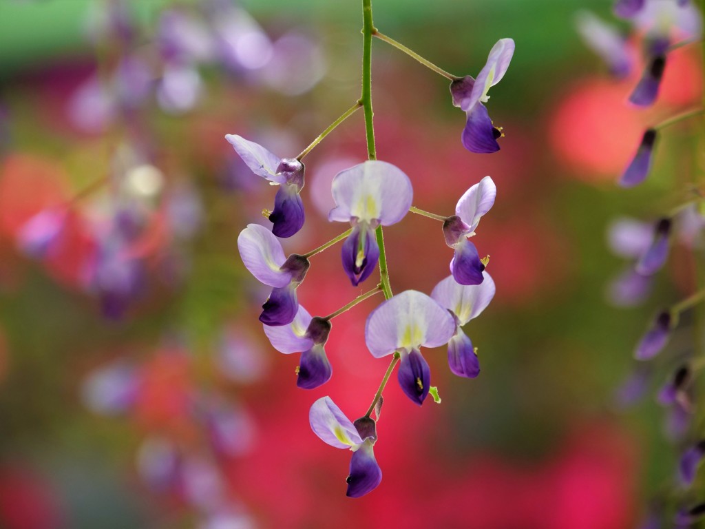 藤の華