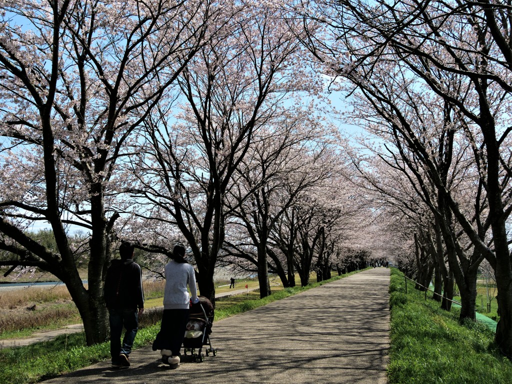 家族で桜トンネル