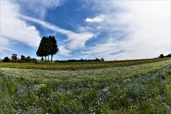 シンボルツリーのある風景