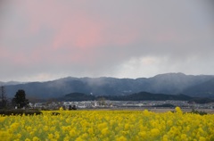 菜の花畑夕景