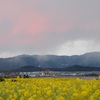菜の花畑夕景
