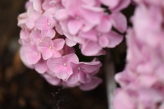 紫陽花の涙