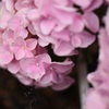 紫陽花の涙
