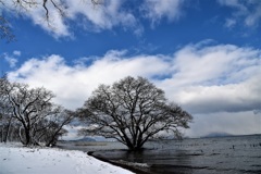 柳川　水中木雪景