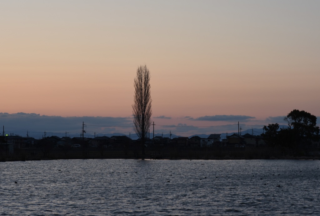 弥生野田沼夕景3