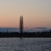 弥生野田沼夕景3
