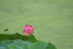 明日こそ