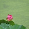 明日こそ