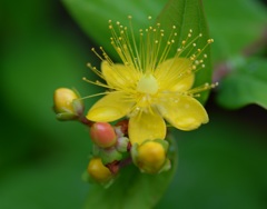 ﾋﾍﾞﾘｶﾑ２