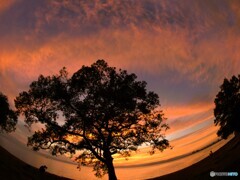 夕焼けのシンボルツリー