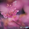 春の色