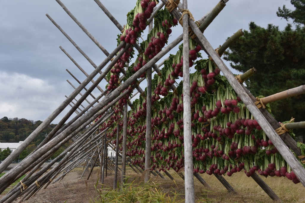 かぶら干し1