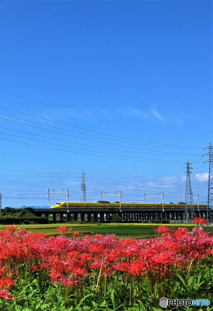 まだまだ、彼岸花