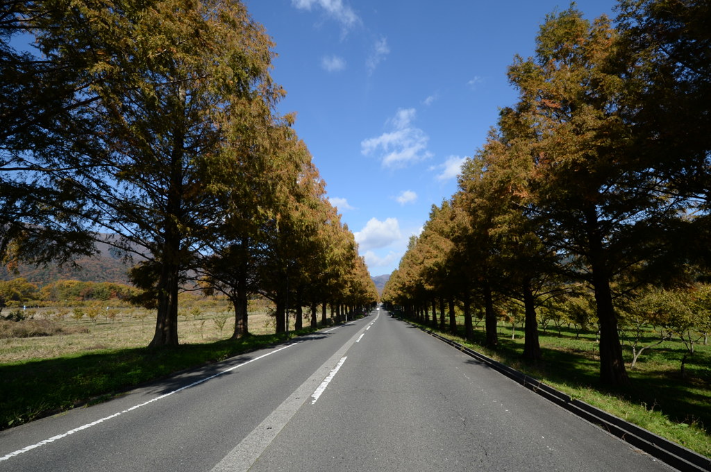 ﾒﾀｾｺｲｱ並木