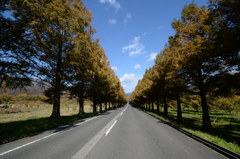 ﾒﾀｾｺｲｱ並木