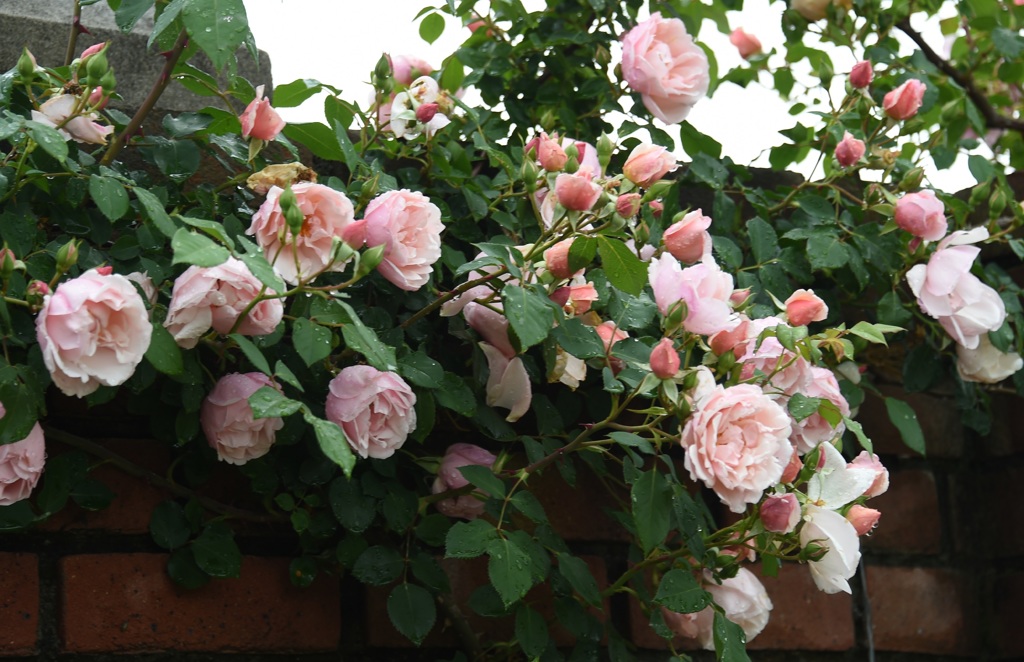 壁薔薇