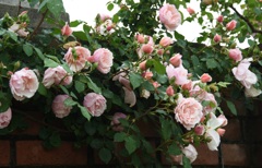壁薔薇
