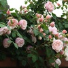 壁薔薇