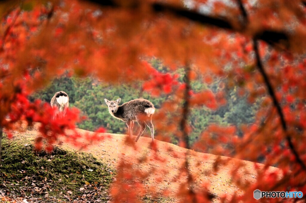 呼んだ・・・？