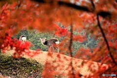 呼んだ・・・？