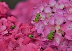 皆でカエルの唄歌おうか・・