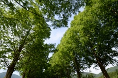 新緑２