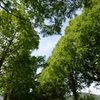 新緑２