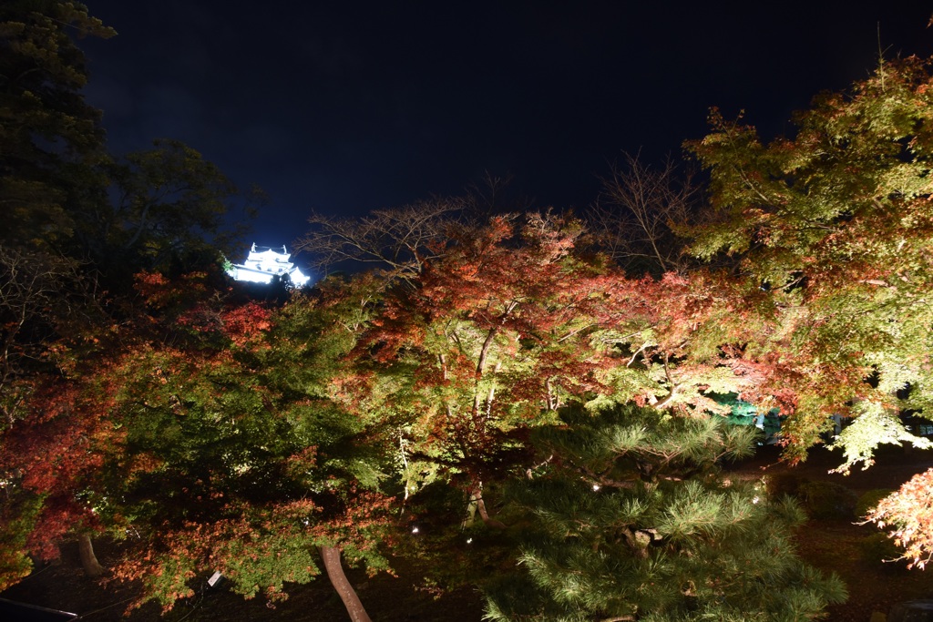 玄宮園ﾗｲﾄｱｯﾌﾟ３