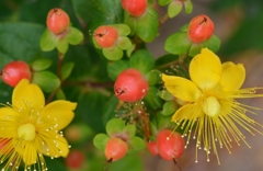 ﾋﾍﾞﾘｶﾑ３