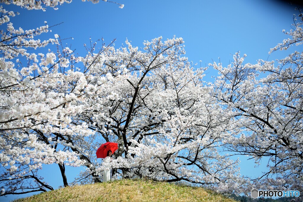 さくら・サクラ・桜