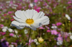 ﾌｧﾝﾀｽﾃｨｯｸ１