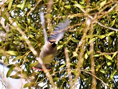 緋連雀　飛び出し