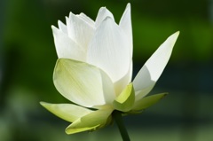 清麗