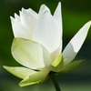 清麗