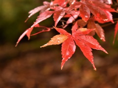 泣き紅葉