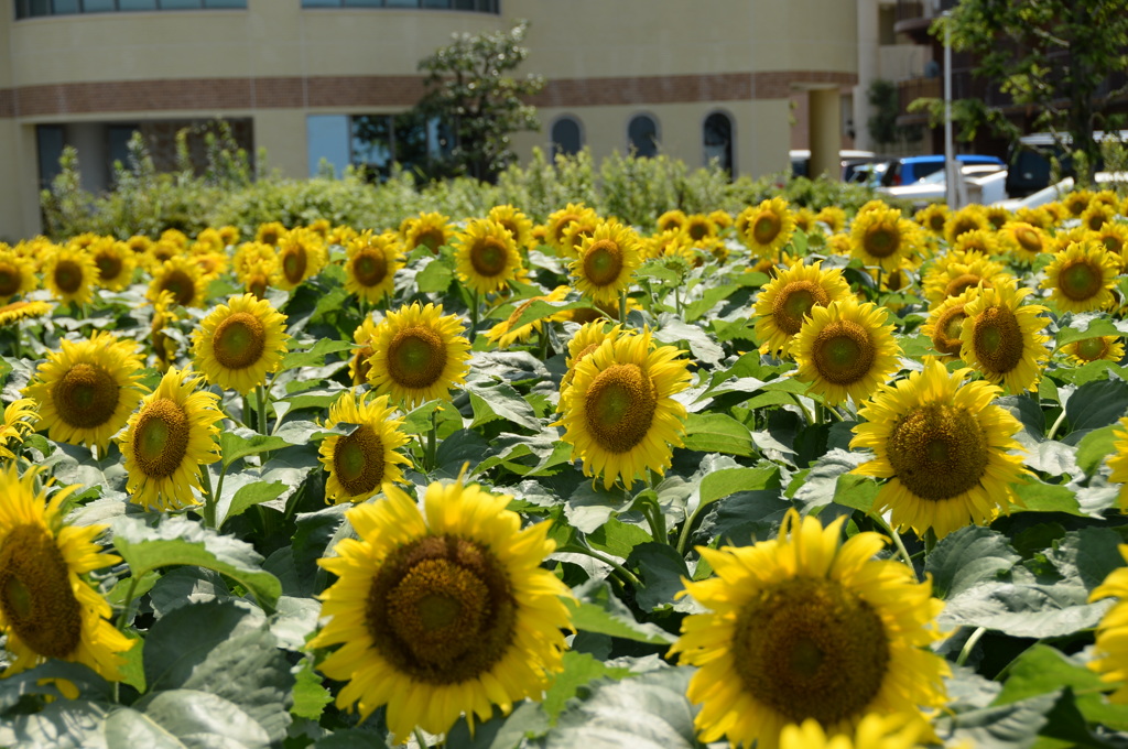 ひまわりがいっぱい４