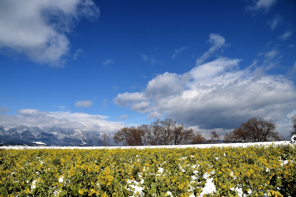 菜の花　雪景