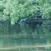 飛び込み