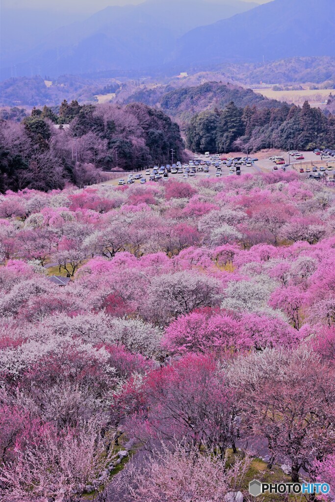 梅の湖