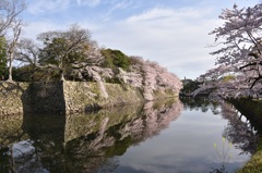 彦根城桜景5